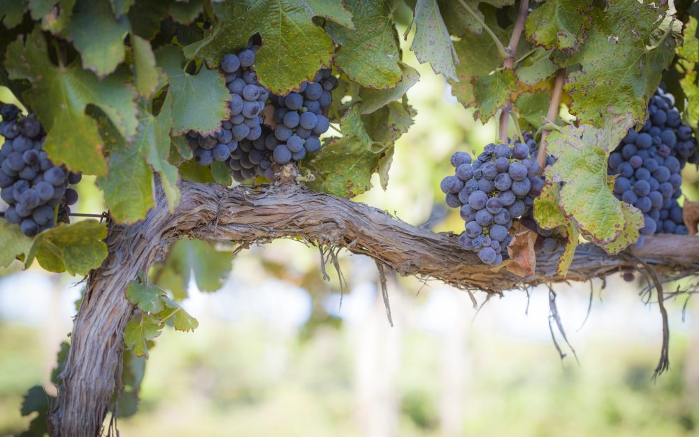 Сбор винограда в Греции