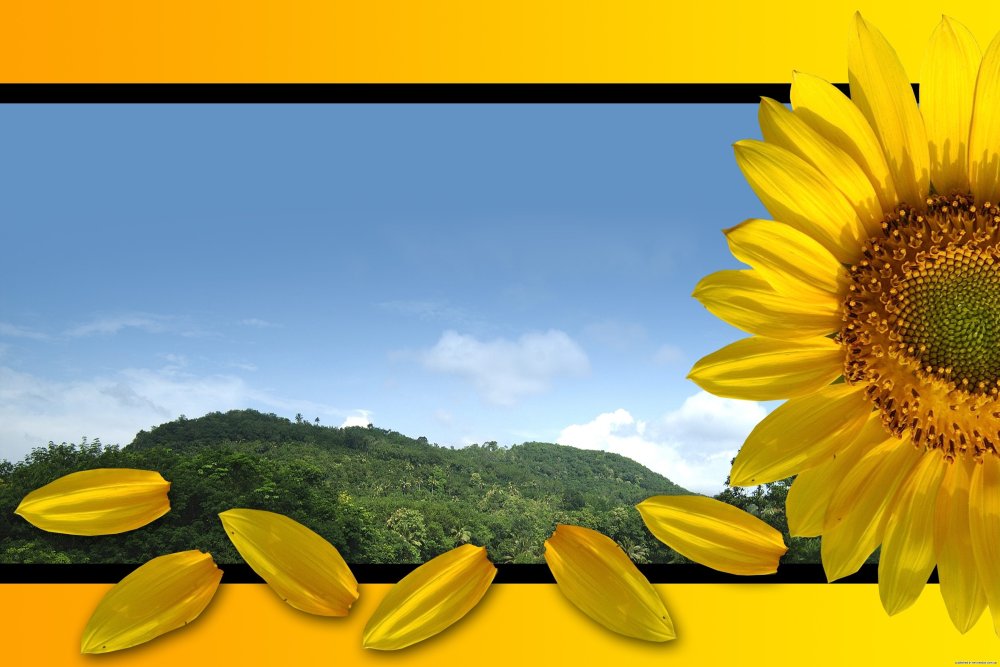 Фон Подсолнухи для фотошопа
