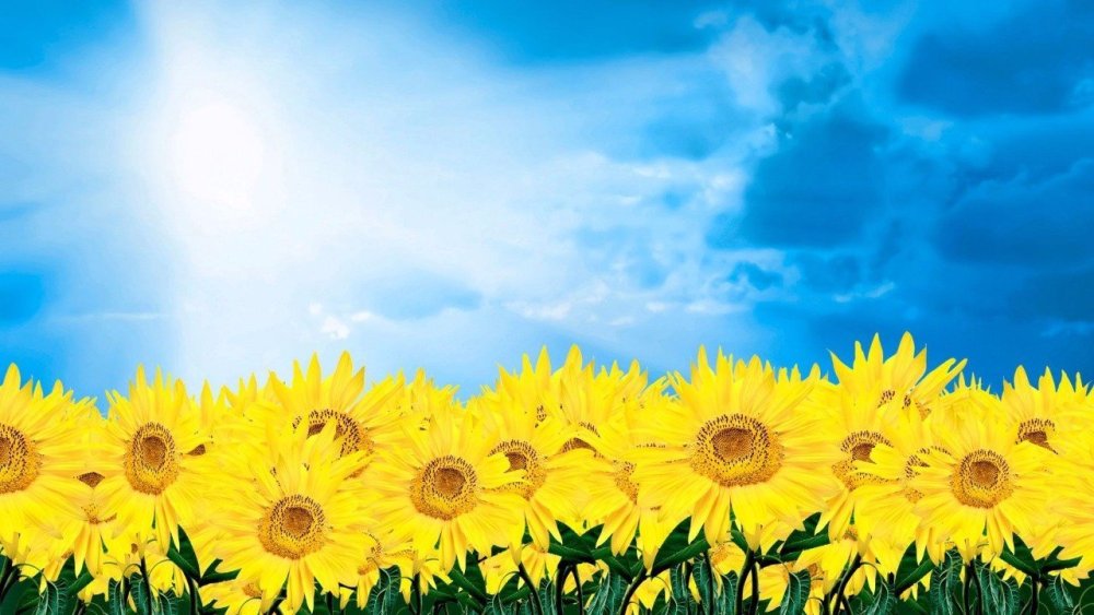 Подсолнухи мультяшные