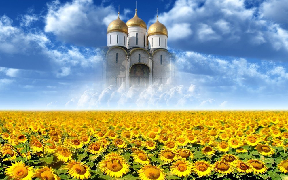 Поле панорама