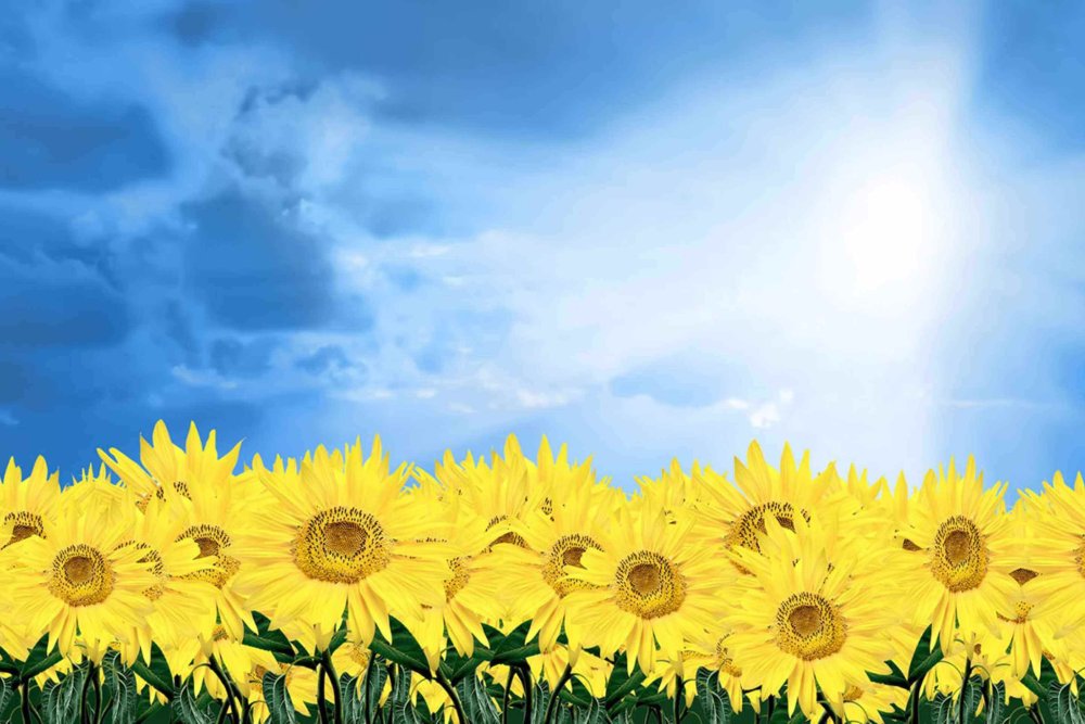 Кубанские казачата