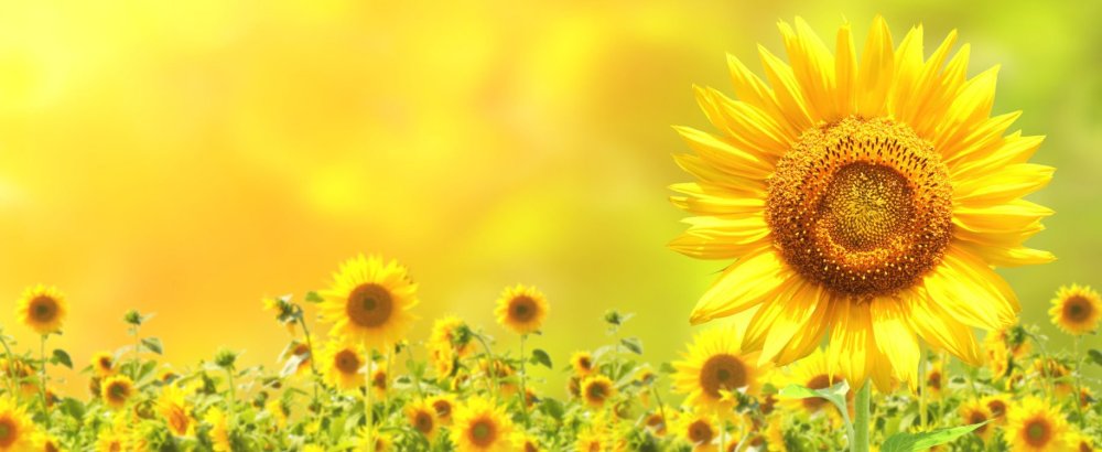 Лето Подсолнухи