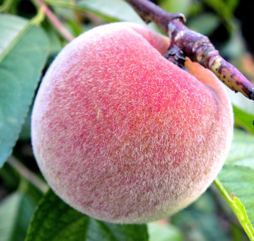 Большие персики