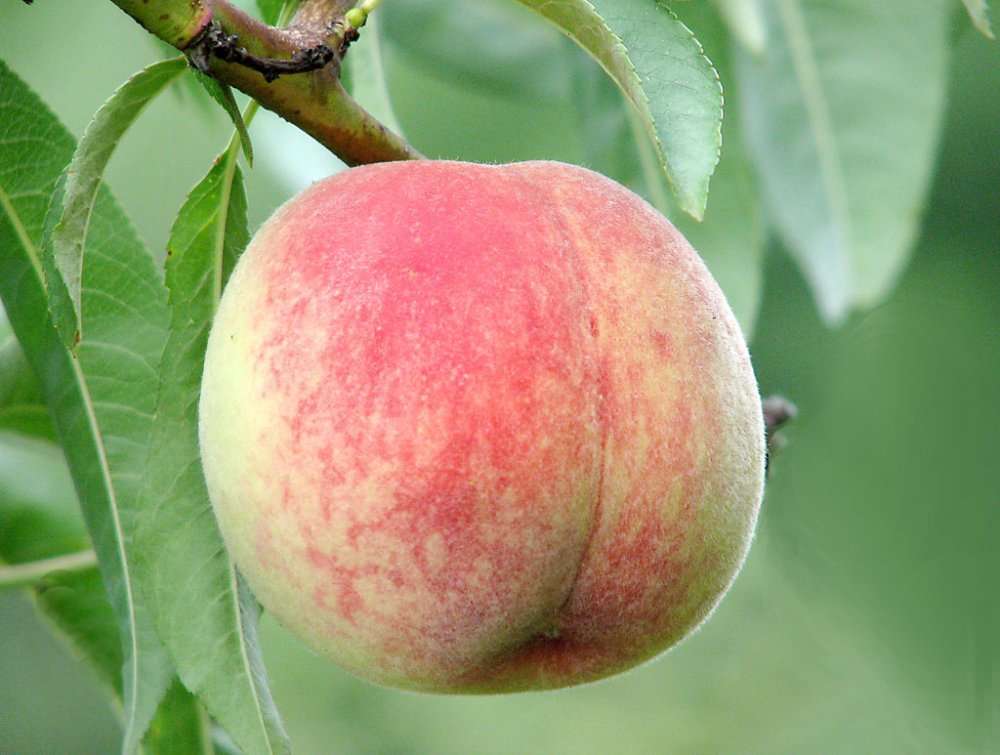 Милый персик