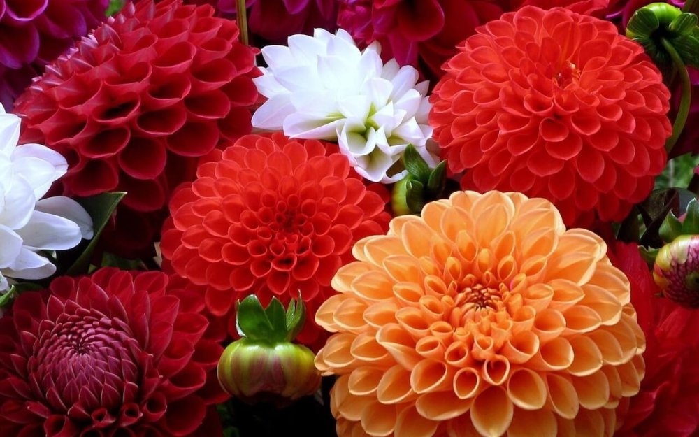 Георгина помпонная Касаги