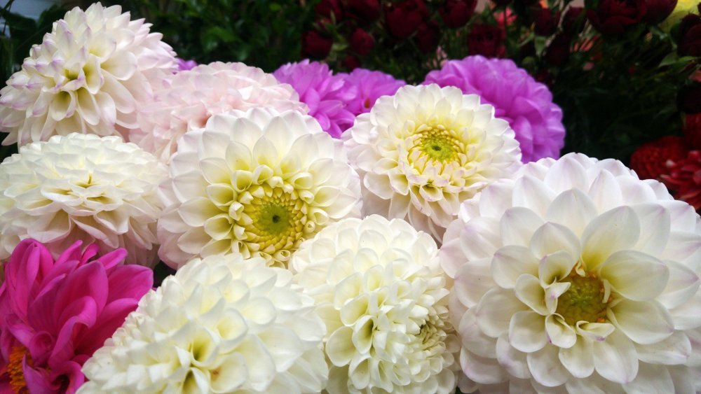 Георгина пионовидная Клауди