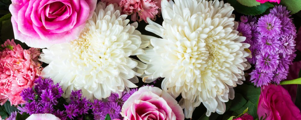 Хризантема пастила Роуз