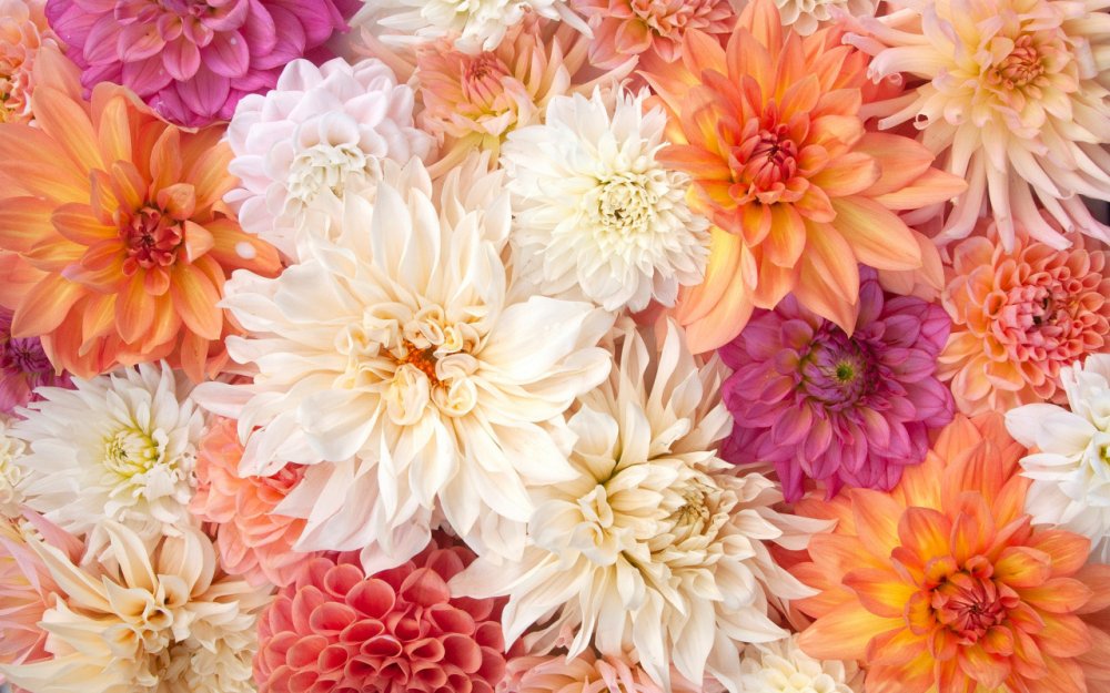 Цветочный фон георгины