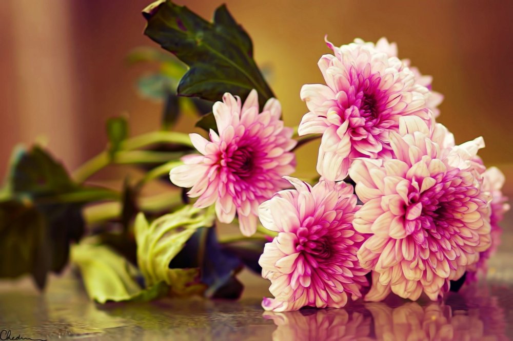 Нежные хризантемы
