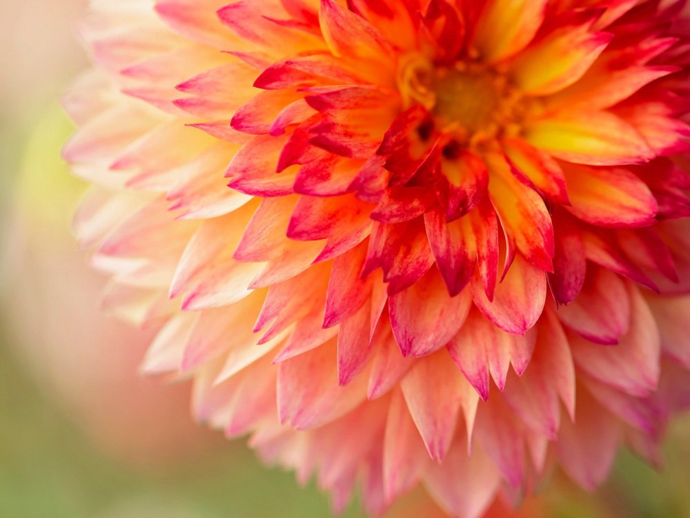 Георгин в лучах солнца