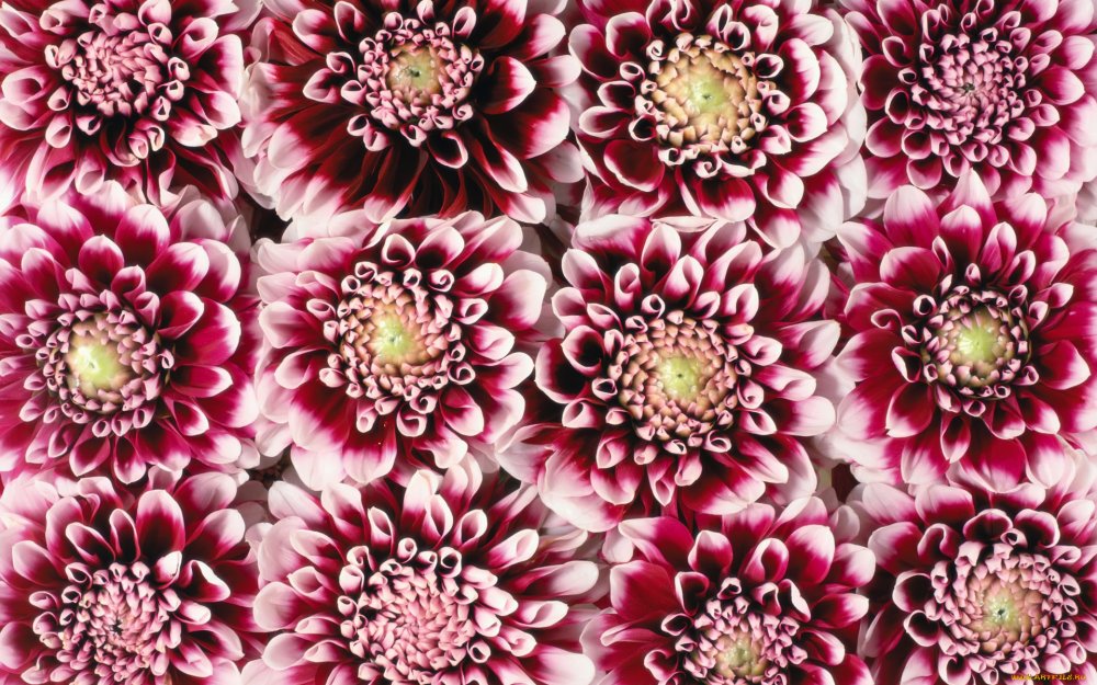 Обои георгины на стену