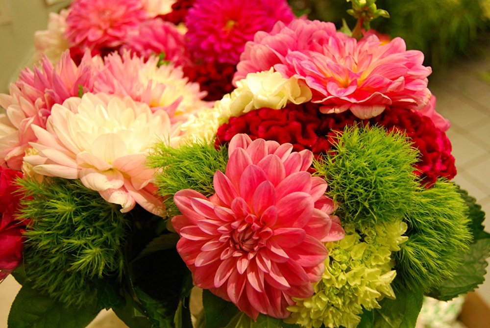 Цветы хризантемы фиалут