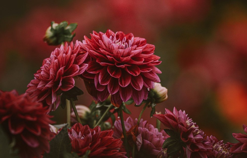 Георгин contraste