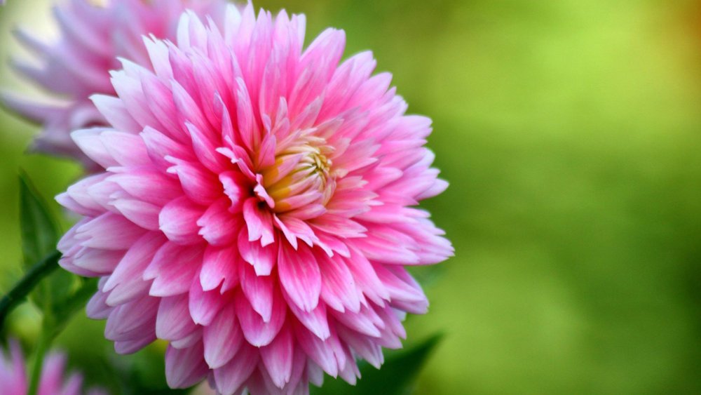 Осенние цветы