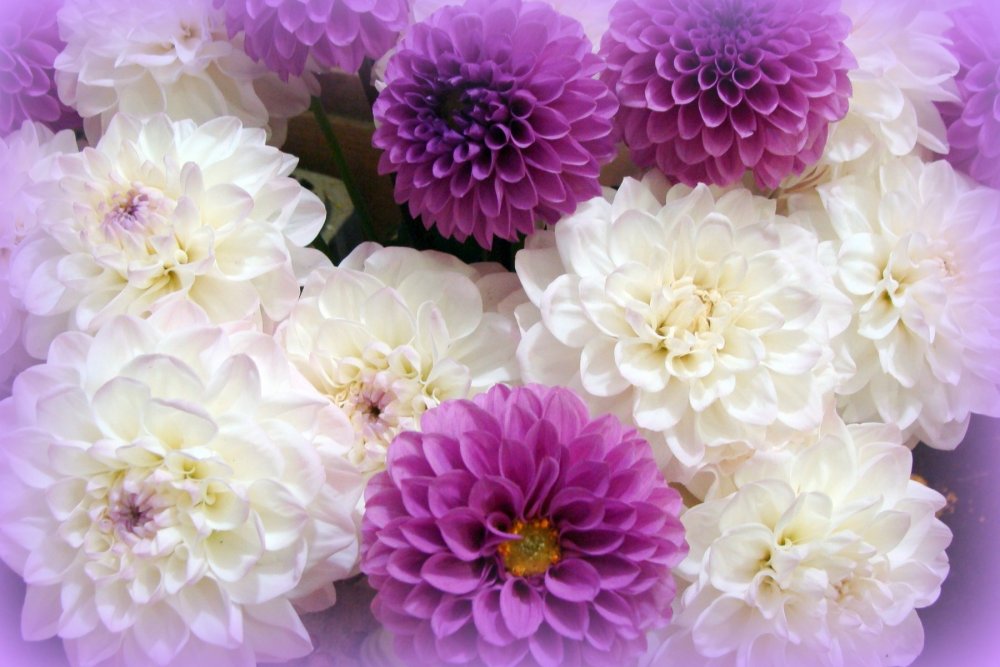 Георгина фон Вильчек