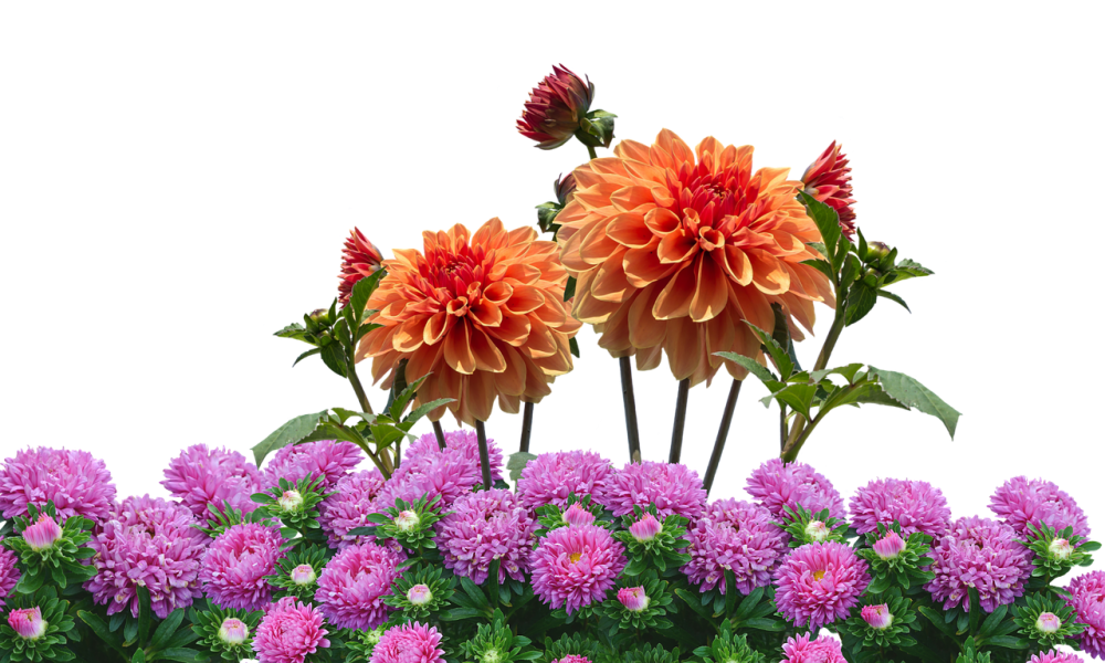 Георгина Гербера