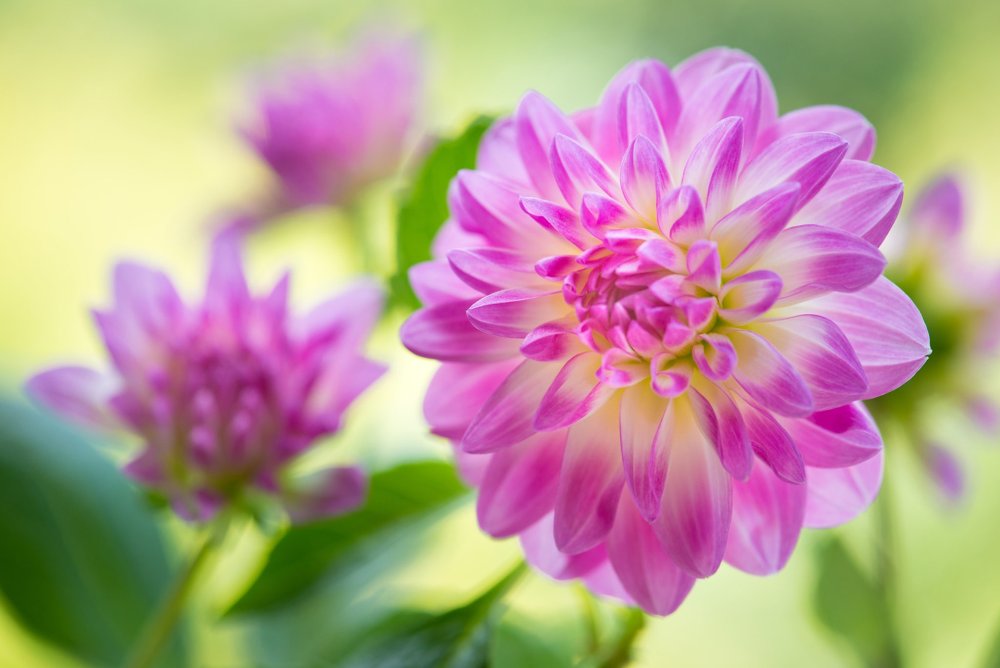 Лепесток георгина