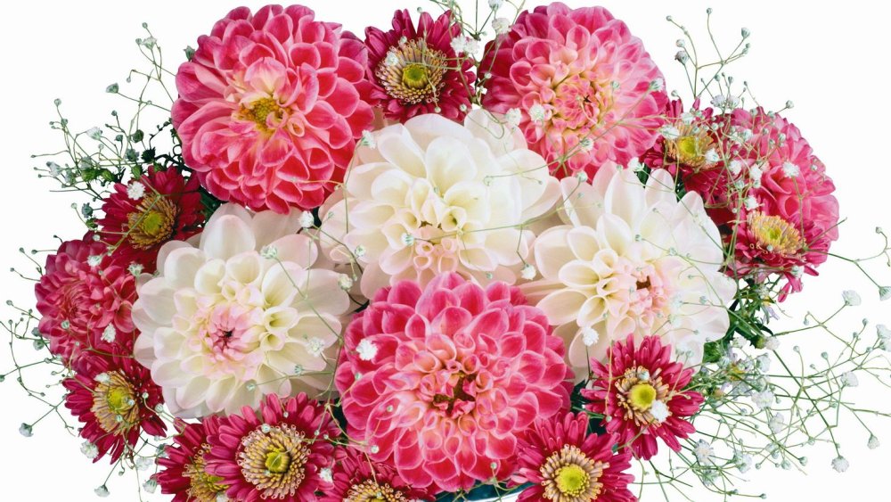 Букеты георгины и хризантемы