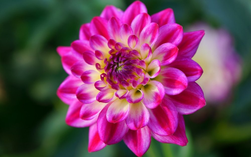 Осенние георгины