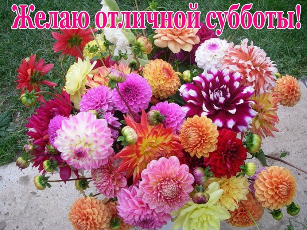 Георгин коричневый