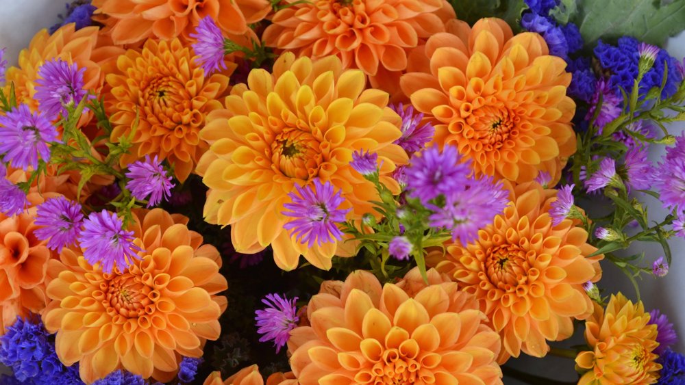 Георгины Василиса