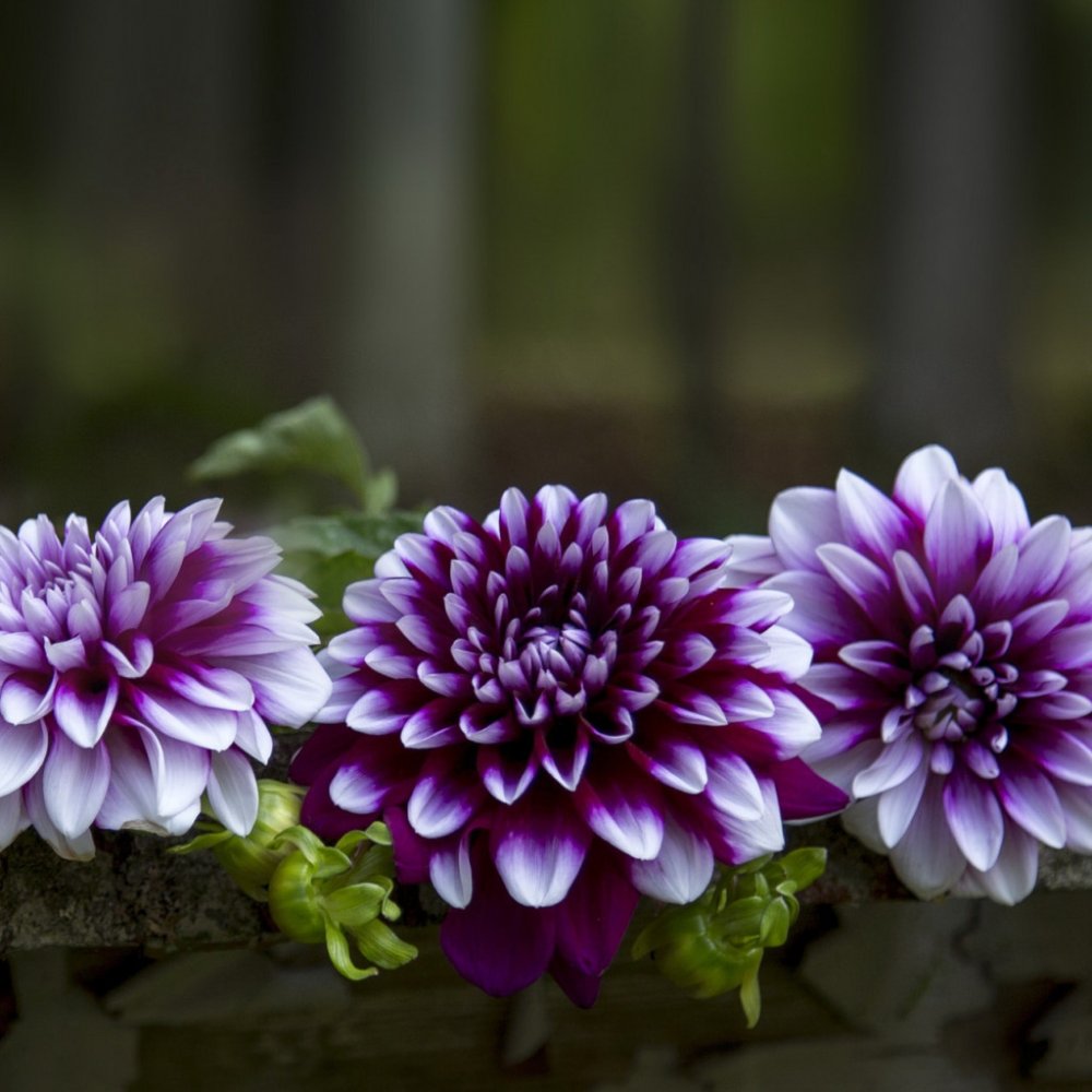 Георгин Селина