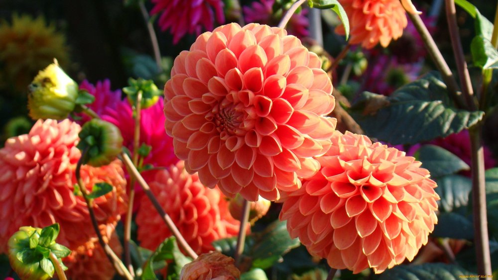 Dahlia Fairway Spur photograph