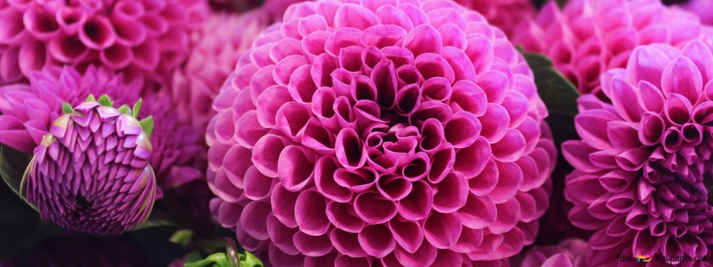 Красивые цветы