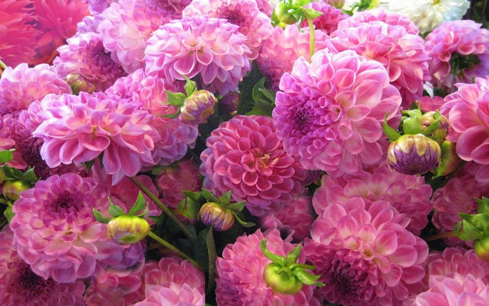 Георгина Хакую