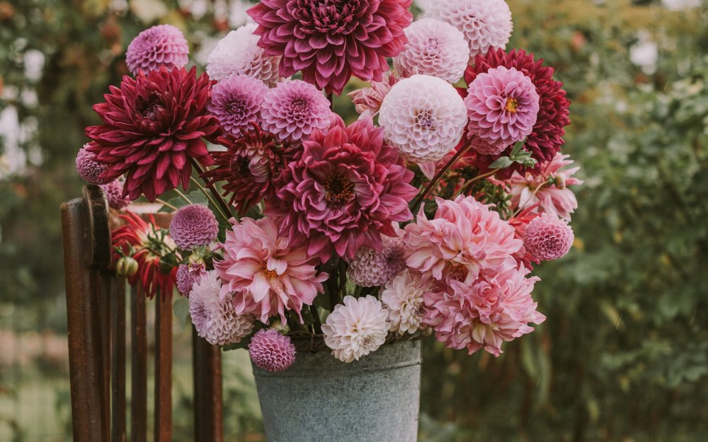 Цветы георгины букет