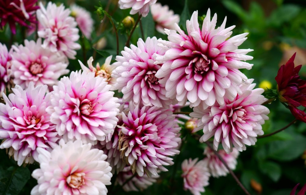 Гладиолусы, георгины, астры, хризантемы