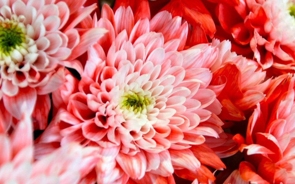 Осенние георгины