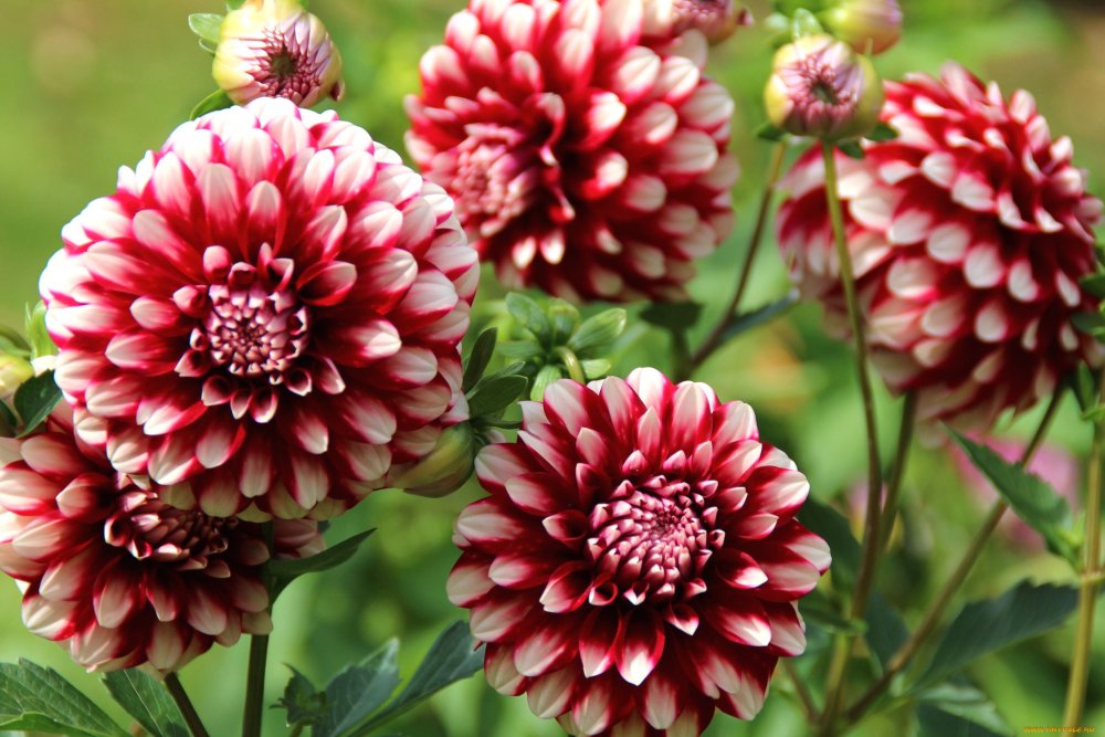 Фон цветы хризантемы