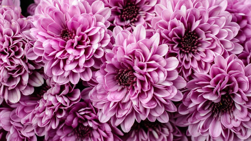 Георгины с серединкой