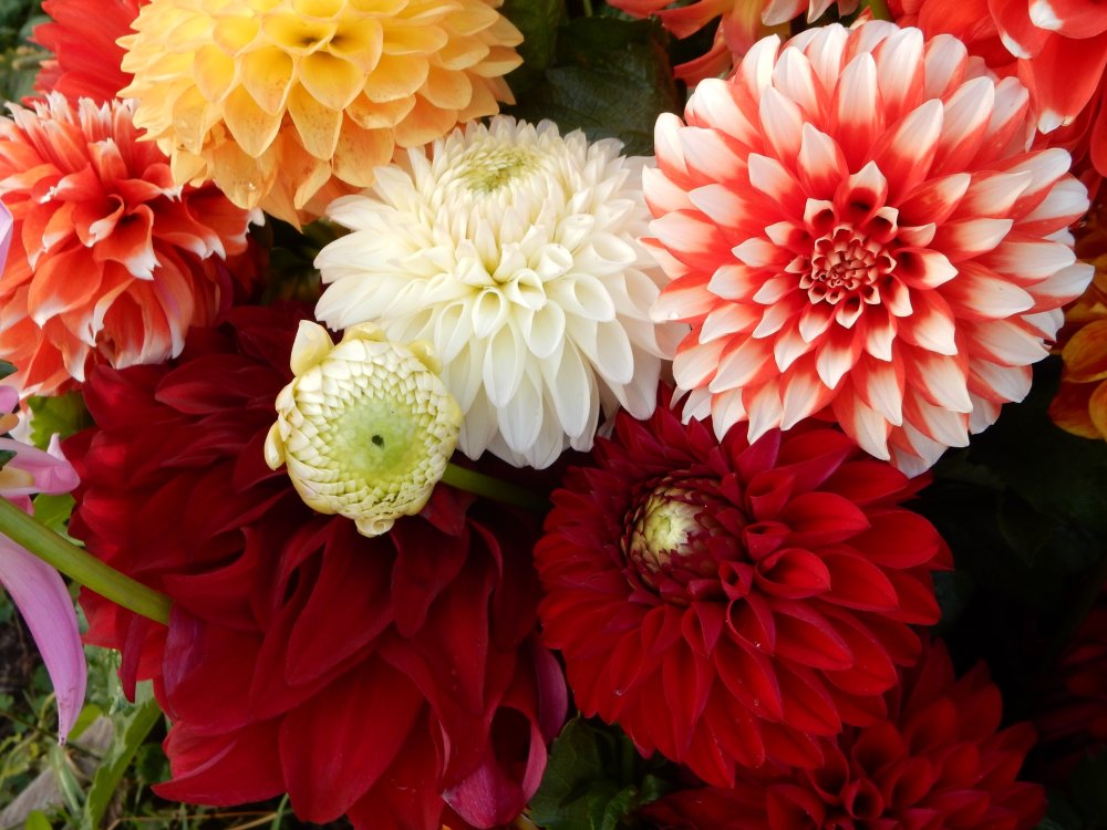 Астра Хризантема георгин