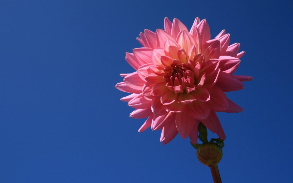 Георгины РНГ