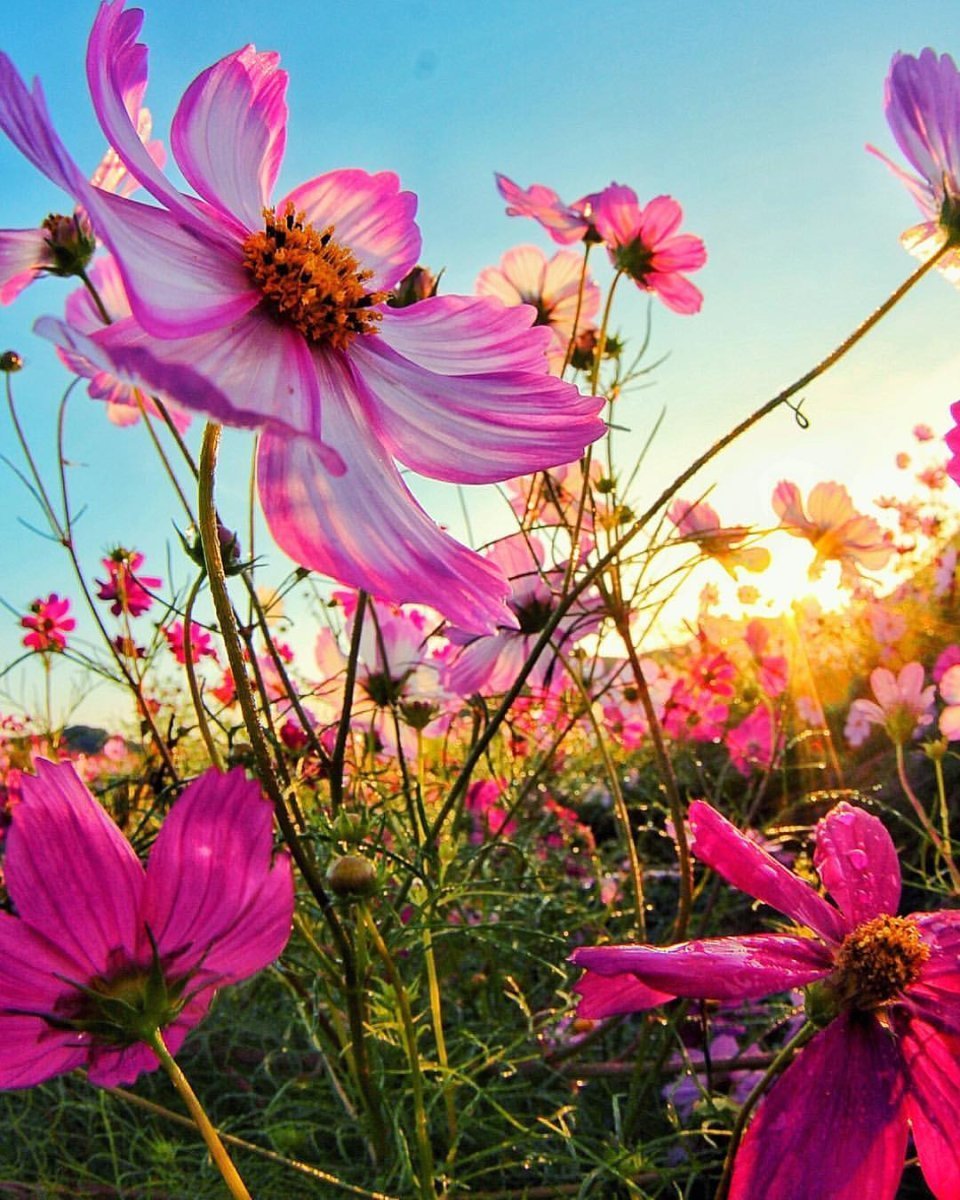 Цветы космея разнотравье