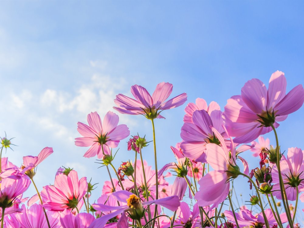 Фото фон для айфона космея