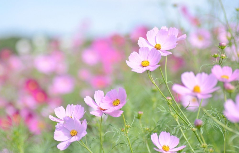 Белые цветы