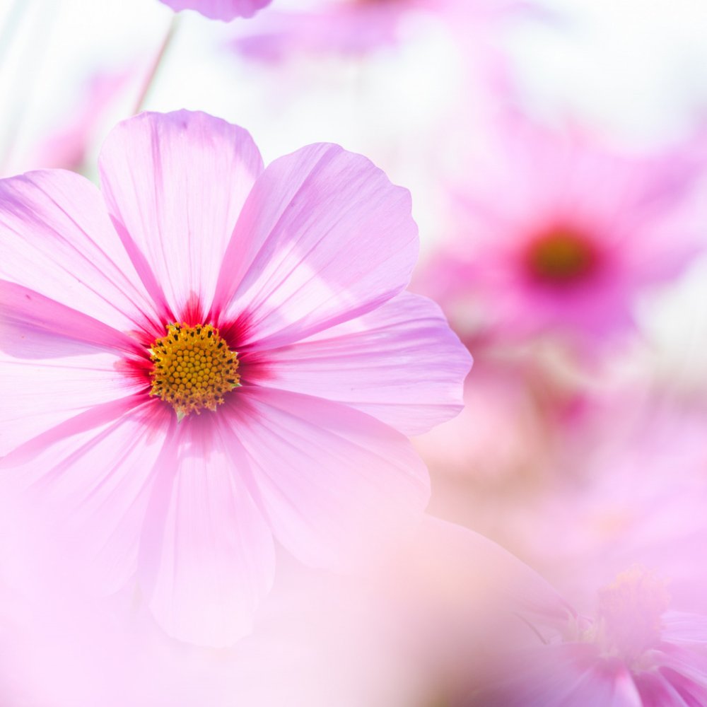 Луговые цветы