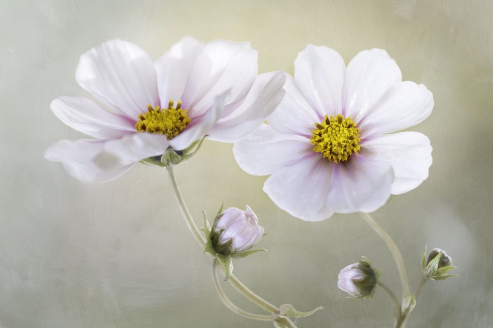 Космея тычинки