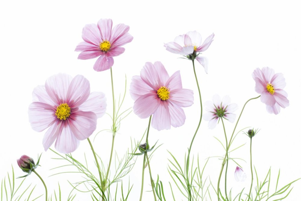 Космея цветок