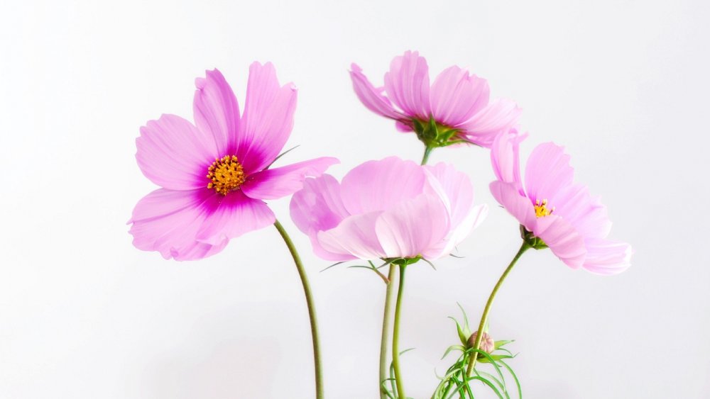 Космея цветок Япония