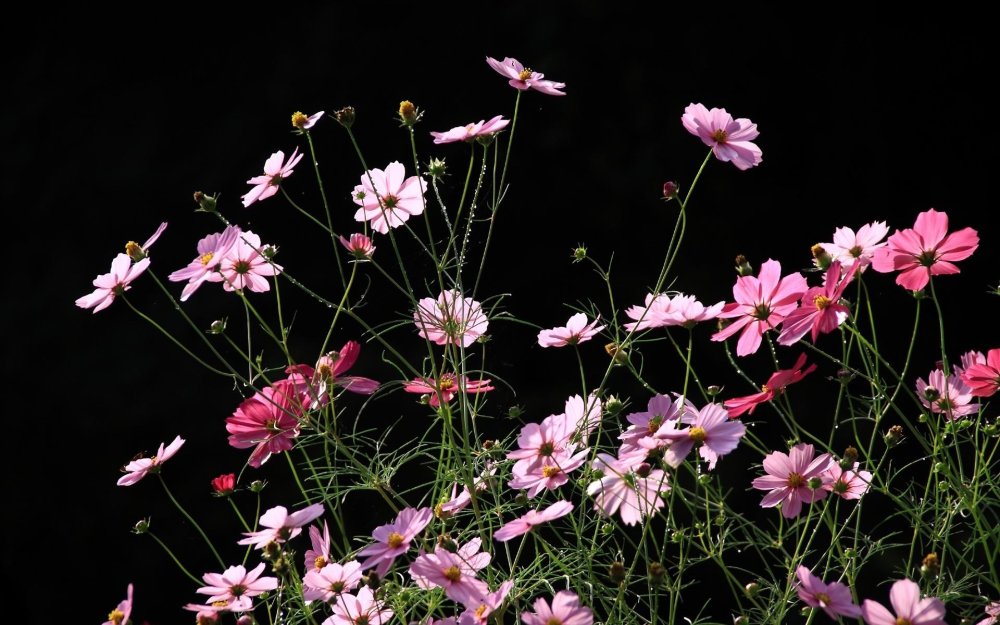 Цветок с опавшими лепестками