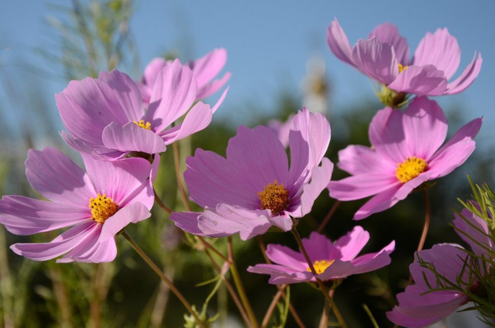 Венок из космеи