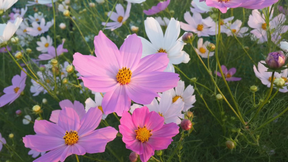 Космея Ксения 10 шт