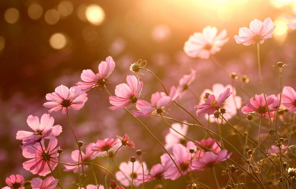 Космея поле