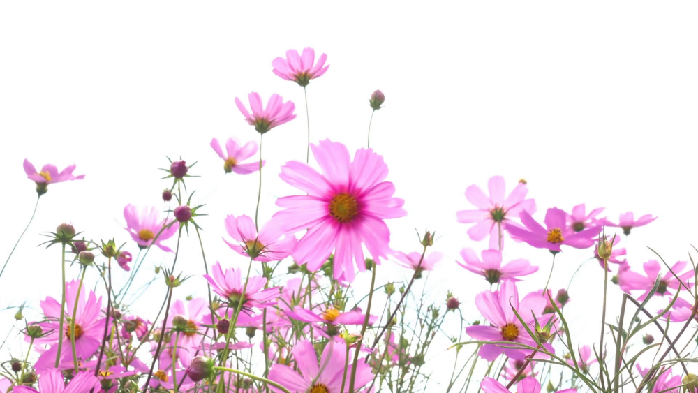 Летнее поле космея цветы