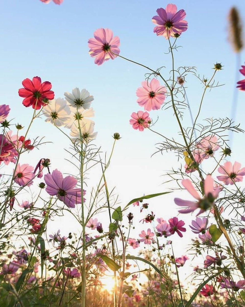 Космея карпет микс