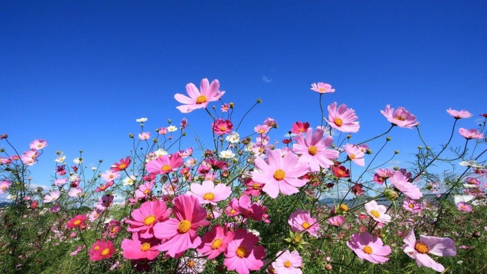 Цветы космея разнотравье